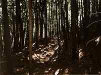 příkop a val parkánu na severní straně jádra